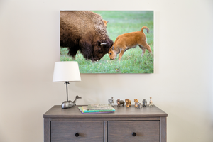 Playful Baby Bison and Mom Photo