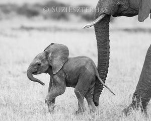 Baby Elephant Photo
