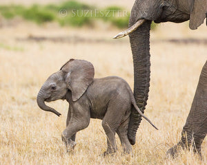 Baby elephant - color photo