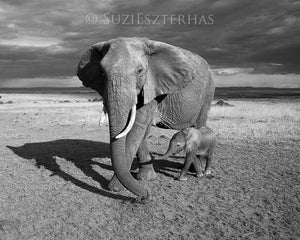 Baby Elephant and Mom Photo