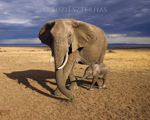 Baby elephant with mother - color photograph