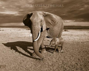 Baby Elephant and Mom Photo