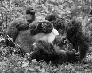 Baby Gorilla Playing with Dad Photo