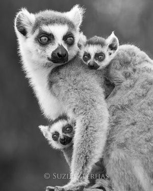 Baby Ring-Tailed Lemurs Photo