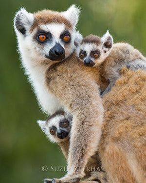 Baby Ring Tailed Lemurs with mom