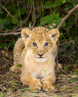 Baby lion cub - color photo