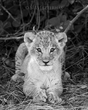 Baby Lion Photo
