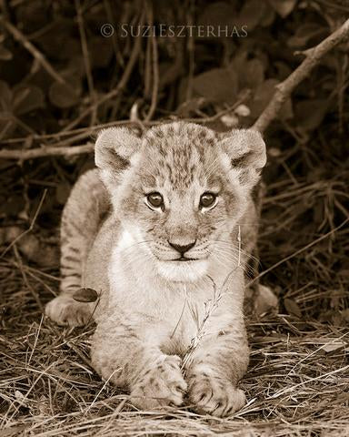 lion cub images black and white