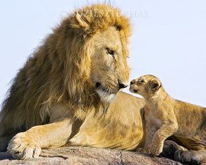 Baby lion cub with dad