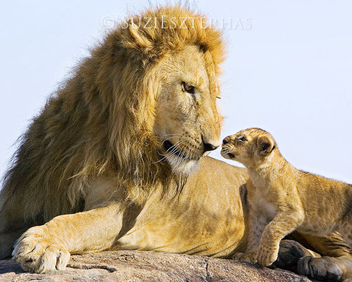 Baby Lion and Dad Photo
