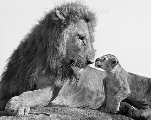 lion cub images black and white