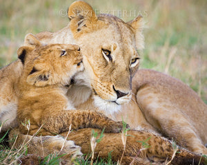 Baby lion kissing mom