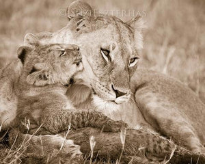 Baby Lion Kissing Mom Photo