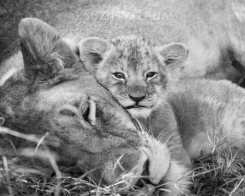 baby__lion♡ Lion Baby 02 - Lion cub searching for its mother, Time Lapse