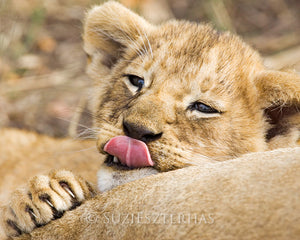 Lion cub kiss