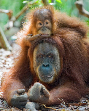 Baby orangutan on Mom's Head