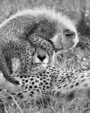 cheetah cub jumping on mothers head in black and white