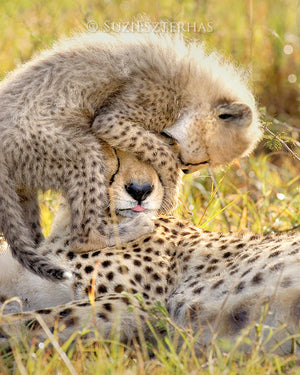 cheetah cub jumping on moms head photo in color