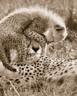 baby cheetah and mom photo sepia