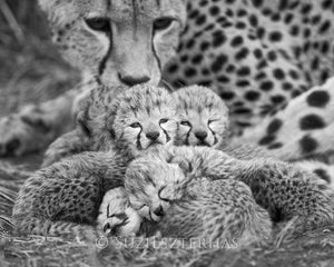 Mom and Newborn Cheetahs Photo