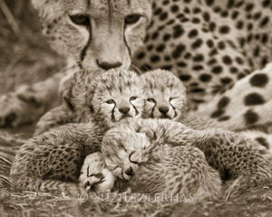 Mom and Newborn Cheetahs Photo