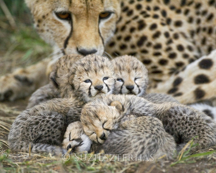Mom and Newborn Cheetahs Photo