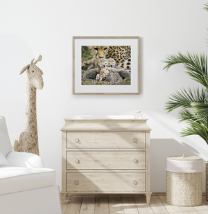 Mom and Newborn Cheetahs Photo