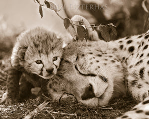 Tiny Baby Cheetah Photo