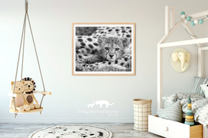 Baby Cheetah Photo