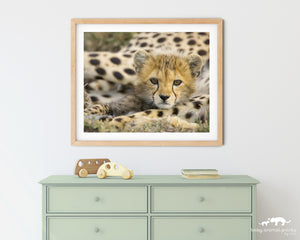 Baby Cheetah Photo