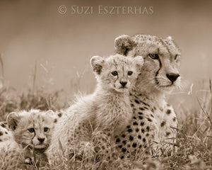 Sweet Cheetahs Photo