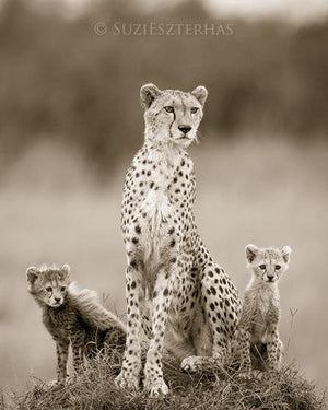 Cheetah Mom and Two Cubs Photo