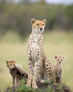 Safari Trio Photo Set (Color)