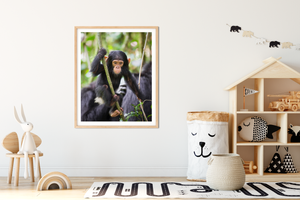 Baby Chimpanzee Photo