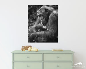 Baby Chimpanzee and Mom Photo