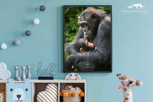 Baby Chimpanzee and Mom Photo