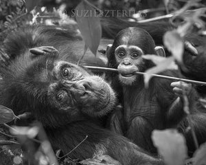 Mom and Baby Chimp Playing Photo