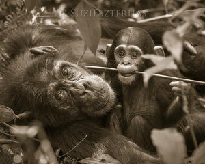 Mom and Baby Chimp Playing Photo