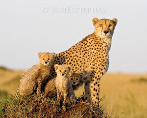 Cheetah Family Portrait in Color