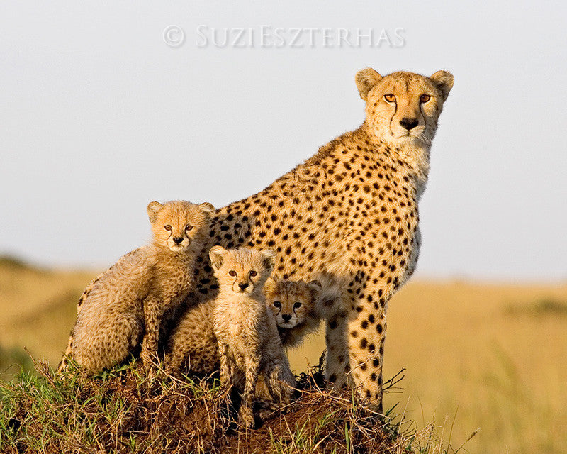 Cheetah Family Portrait