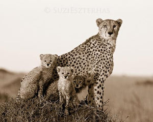 Cheetah Family Portrait