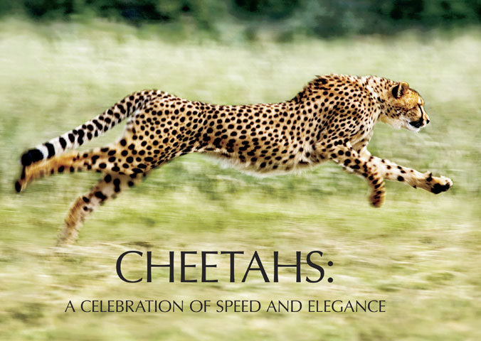 Cheetahs: A Celebration of Speed and Elegance