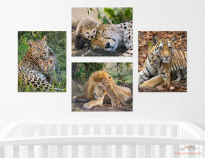 Baby Lion Jumping on Dad Photo