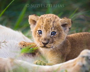 Curious Baby Lion - color photo