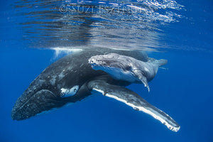 Cute Baby Whale and Mom