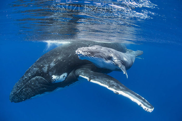 Cute Baby Whale and Mom