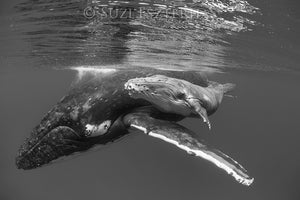 Cute Baby Whale and Mom