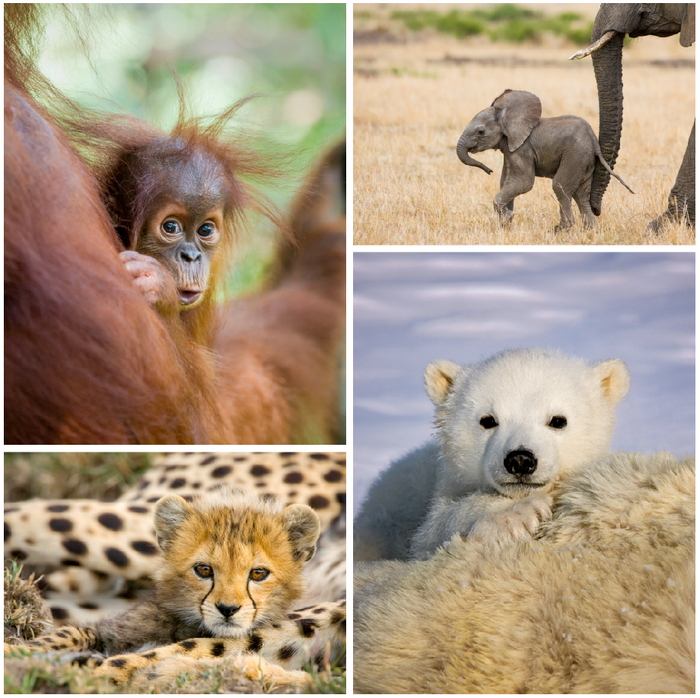 Cute Baby Animal Photo Set (Color)