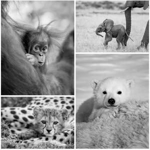Cute Baby Animals Print Set in Black and White