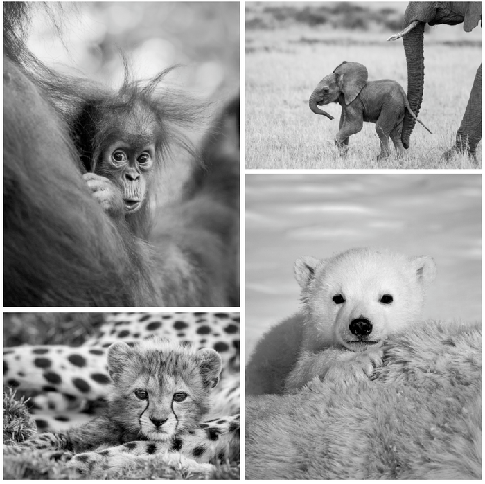 Cute Baby Animal Photo Set (Black and White)